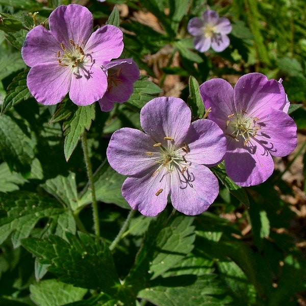 2 WILD GERANIUM Geranium maculatum Woodland Wildflower  ~Native Hardy~ Bare root