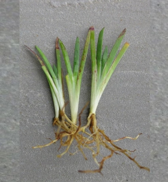 4 Eastern Blue-eyed Grass Plants: Pond/bog; Winter Hardy Perennial
