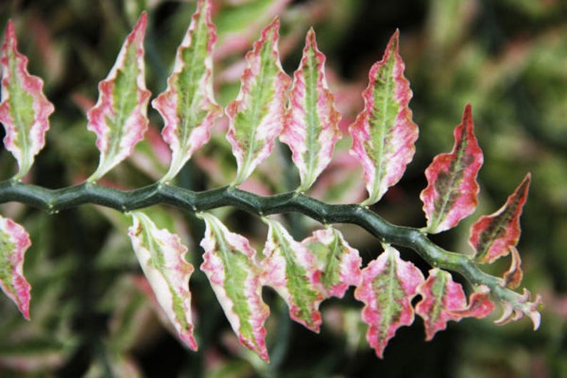 5 Variegated Devil�s Backbone Euphorbia tithymaloides Etsy