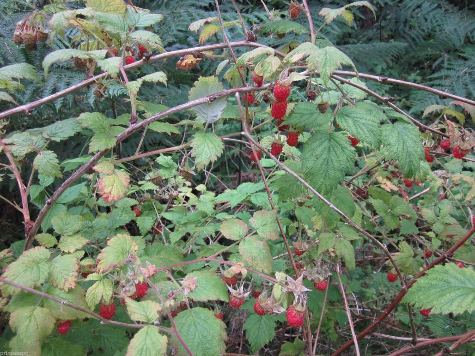 1 Wild RED Raspberry live bare root plants Fruit Jelly Wine Etsy