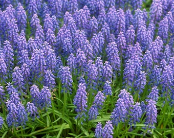 5 Blue Muscari bulbs (Grape Hyacinth)  **Spring Planting