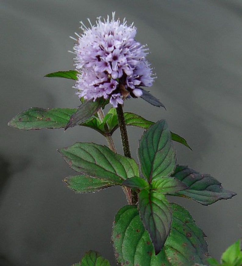 2 Wild Watermint Winter Hardy Koi Pond Bog Water garden Plants Aqatic Mint Herbal Tea