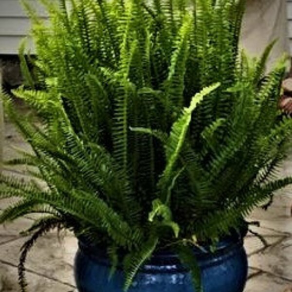 6 Kimberly Queen aka Sword Fern- Ground cover/Hanging baskets in zones 9-11 Houseplant/annual zones 3-8