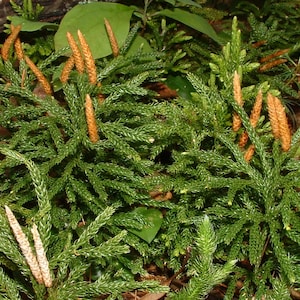 3 TREE CLUBMOSS, Princess pine, Ground pine Club Moss Low Growing Evergreen ground cover Terrariums. Live Plants
