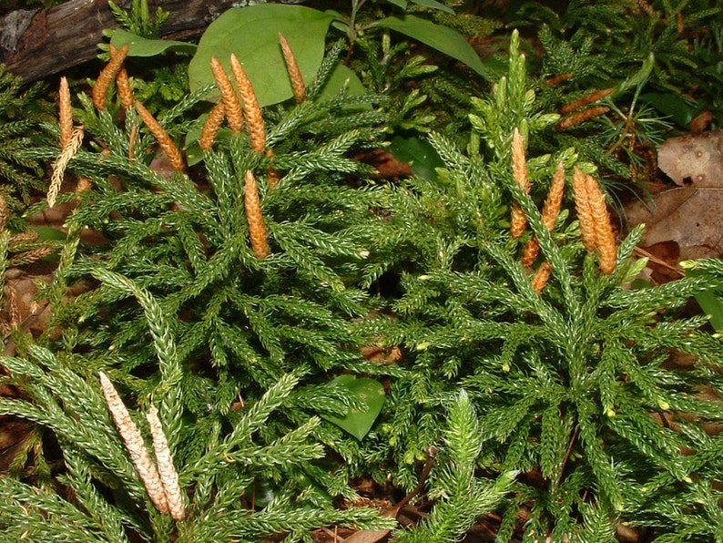 3 TREE CLUBMOSS Princess pine Ground pine Club Moss Low | Etsy