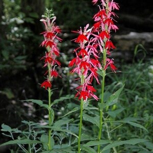 4 Cardinal Flower Lobelia cardinalis Koi Pond Bog Marsh Water garden ~Winter Hardy Perennial ~Bare-root