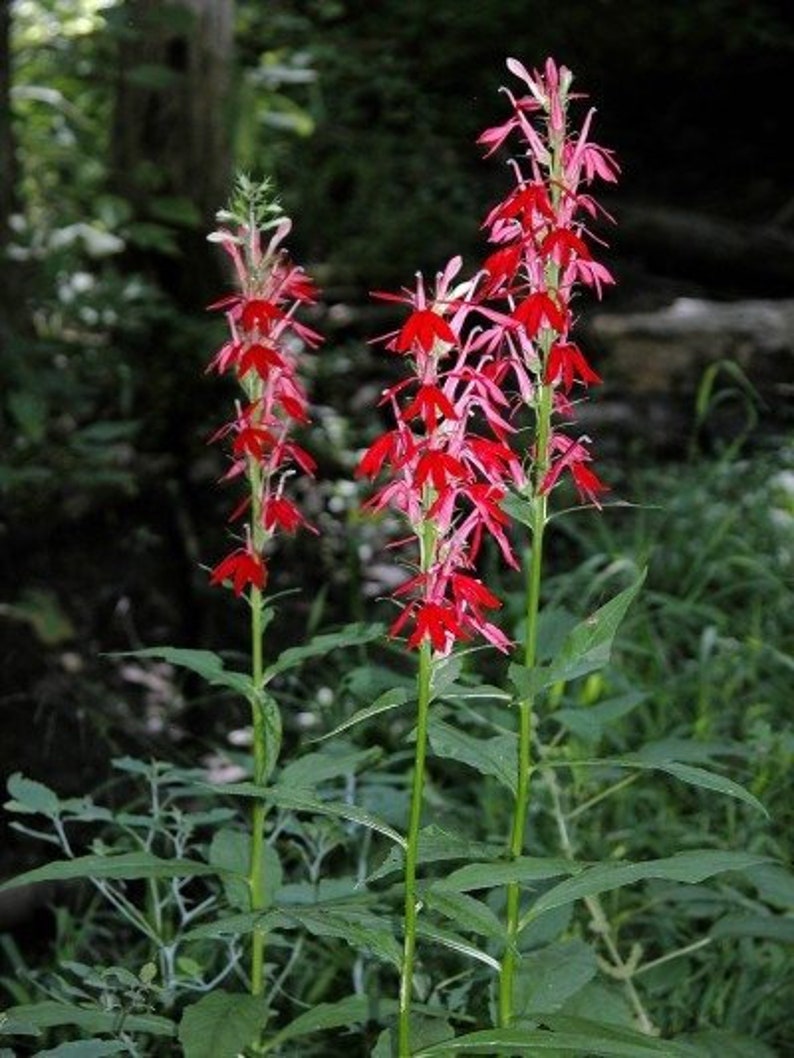 4 Cardinal Flower Lobelia cardinalis Koi Pond Bog Marsh Water garden ~Winter Hardy Perennial ~Bare-root