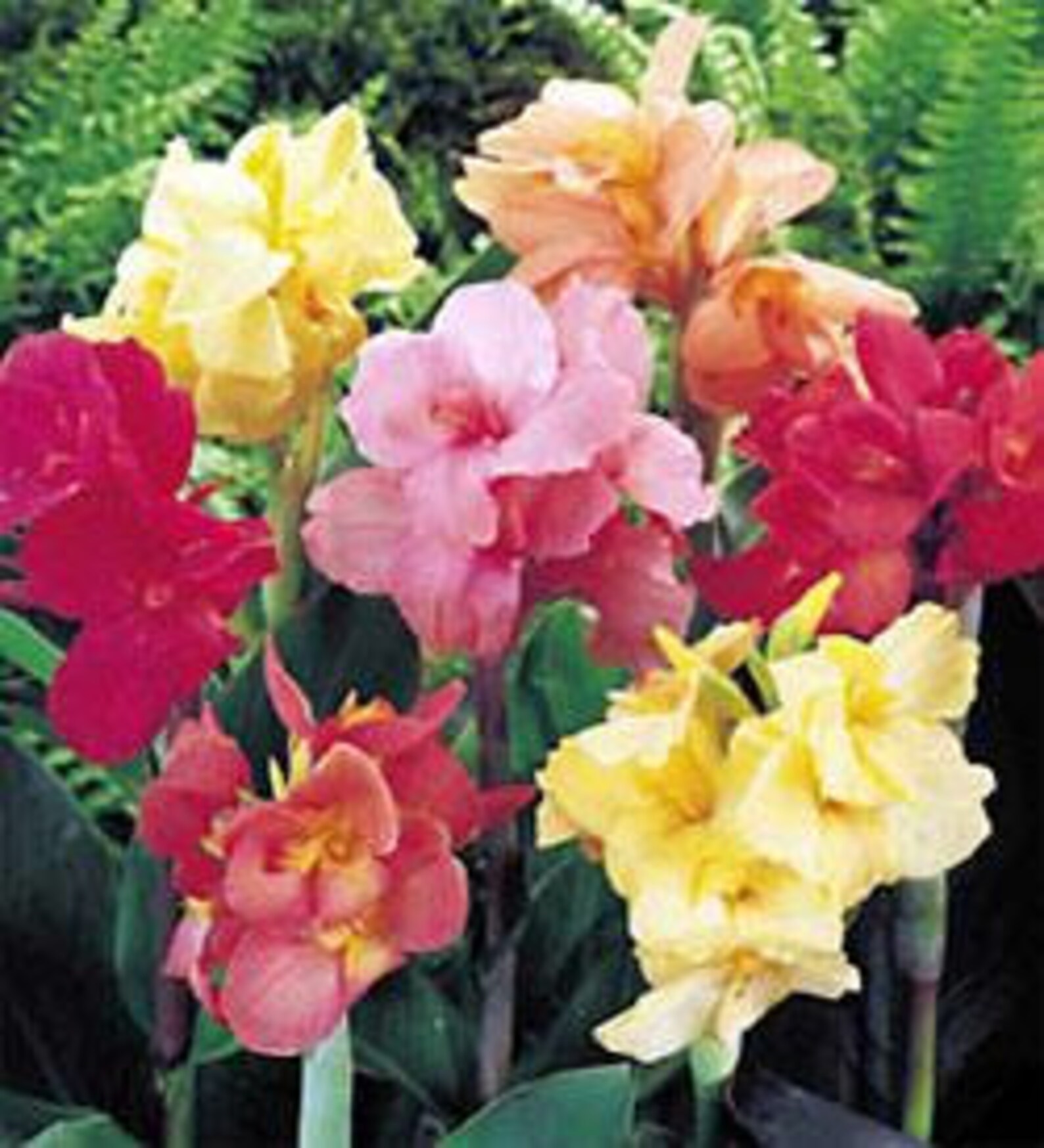 2 Canna Lily Mixed color Fancy collection LARGE PREMIUM roots Etsy