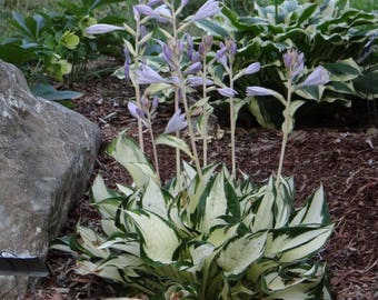 1 Fire and Ice Hosta Plantain Lily, Variegated Shade Garden- Dormant Bare Root