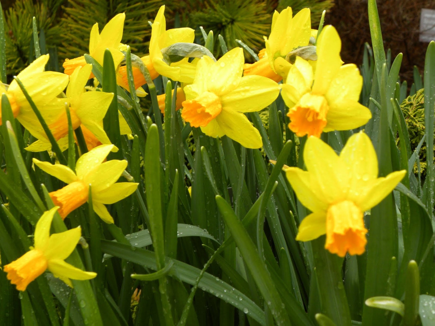 DWARF DAFFODIL NARCISSUS YELLOW GARDEN AUTUMN BULBS SPRING FLOWERING CORM  PLANT