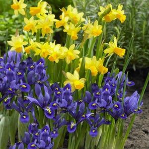 Mixed bulb lot- Blue Dutch Iris and Yellow Daffodils- 10 Bulb Collection  **Fall Planting