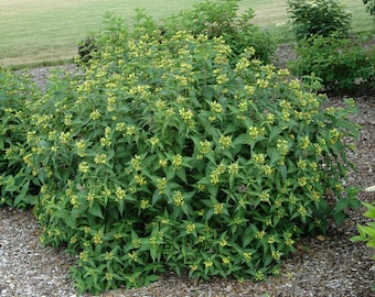Honeysuckle bush 10 UNROOTED 6-12" CUTTINGS ~Woodland Shrub~Easy to root