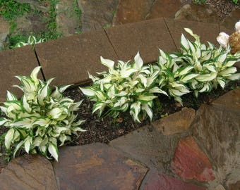 2 Fire and Ice Hosta Dormant Bare Root Divisions, Fragrant Shade Garden Plantain Lily