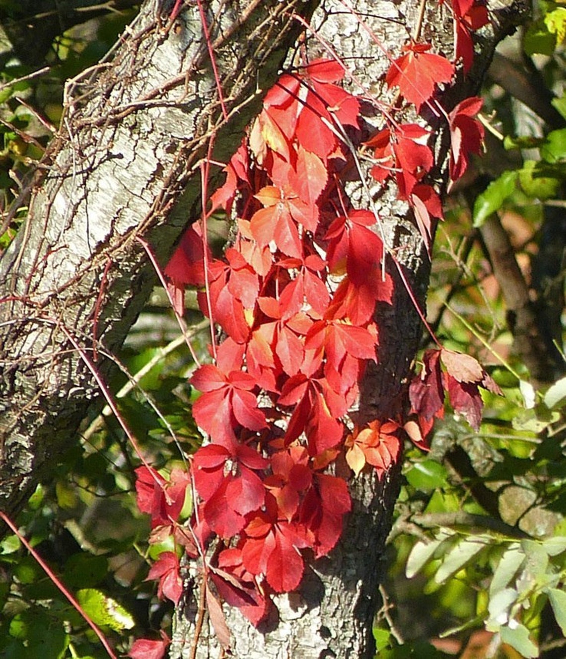 3 Virginia Creeper plant Perennial Live rooted cuttings Ground Etsy