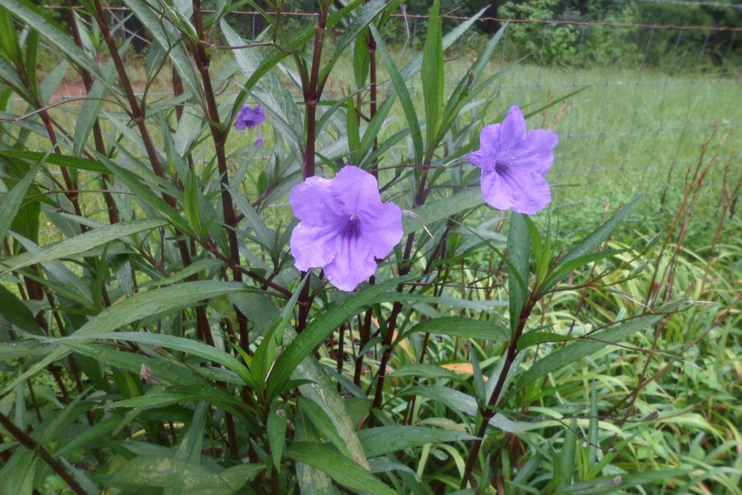 10 Fresh Cuttings Mexican Petunia (Ruellia) – Attracts Butterflies & Hummingbirds, Perennial