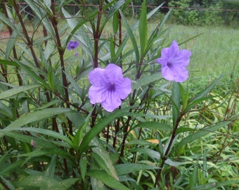 2 Purple Mexican petunia Attracts: Butterflies   ***live plants