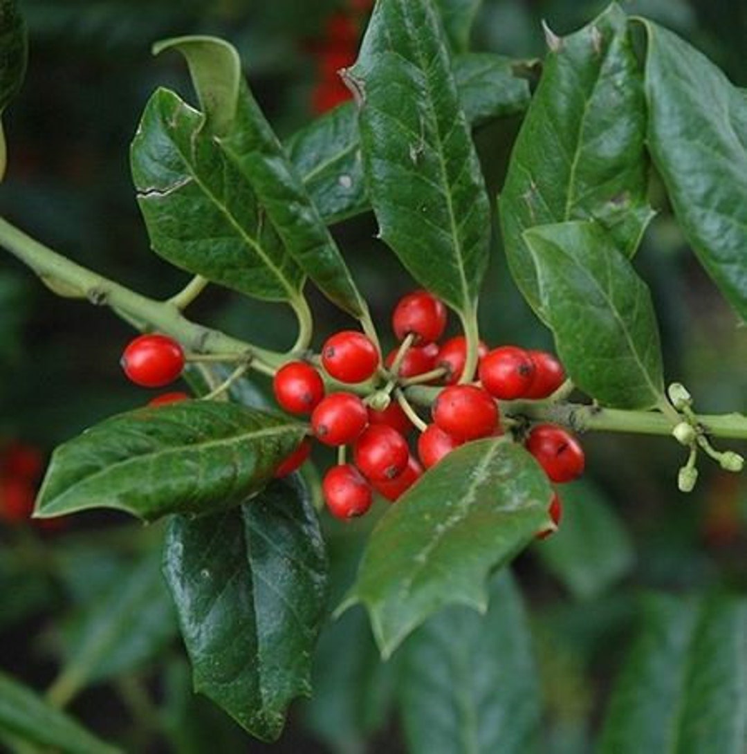 1 Nellie Stevens Holly Seedling/sapling Privacy Hedge Bush Etsy