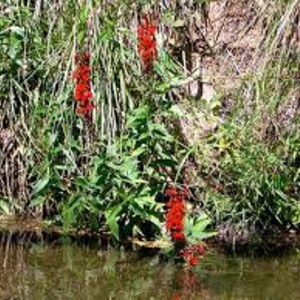 5 Cardinal Flower Lobelia cardinalis Koi Pond / Bog / Marsh / Water garden, Winter Hardy Perennial Bare-root image 1