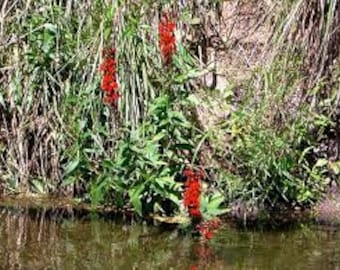 Buy Cardinal Flower Lobelia Cardinalis Bare-root Perennial