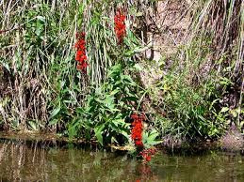 5 Cardinal Flower Lobelia cardinalis Koi Pond / Bog / Marsh / Water garden, Winter Hardy Perennial Bare-root image 1