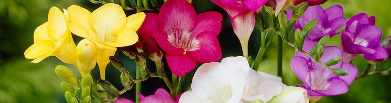 WetNWildGardens Freesia Bulbs - Thumbnail 4