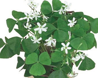 3 Shamrock "Oxalis Regnelli" bulbs Hardy zones 7-10 outdoor Garden Planting, or Potting Indoor/house plants in lower zones