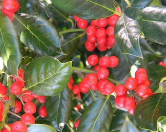 2 Nellie Stevens Holly Seedling/Sapling Privacy hedge ~ Bush ~ Tree