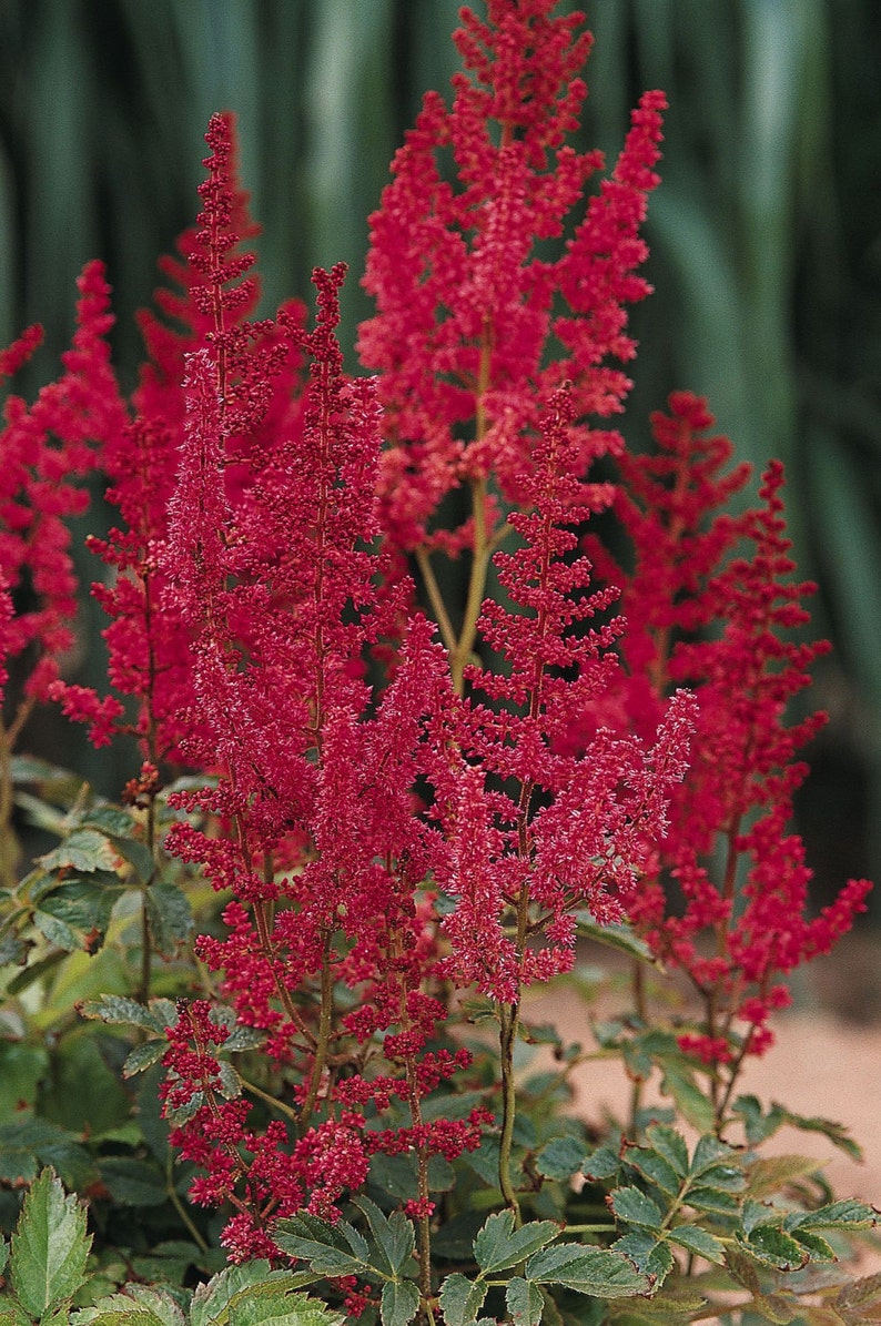lot of 4 Red Astilbe Winter Hardy Perennial~Bare-root plants