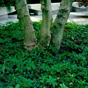 May include: A close-up of a tree trunk with three main branches. The bark is textured and gray-green. The base of the tree is surrounded by lush, green ground cover. A stone bench is visible in the background.