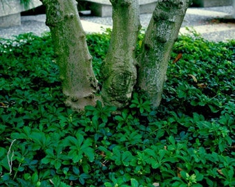 5 Perennial Pachysandra procumbens ~NATIVE evergreen ground cover~Winter Hardy Perennial~Rooted Cuttings~fill hard to plant areas