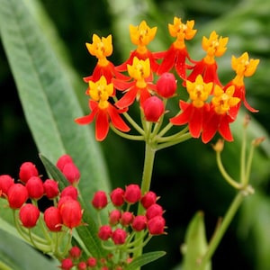 2 Butterflyweed Asclepias tuberosa L. Wildflower garden Live Bare root plants image 1