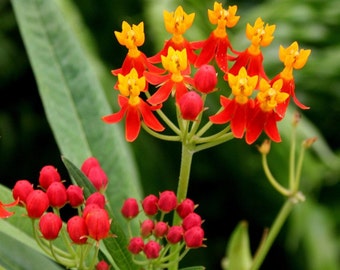 2 Butterflyweed (Asclepias tuberosa L.) Wildflower garden Live Bare root plants