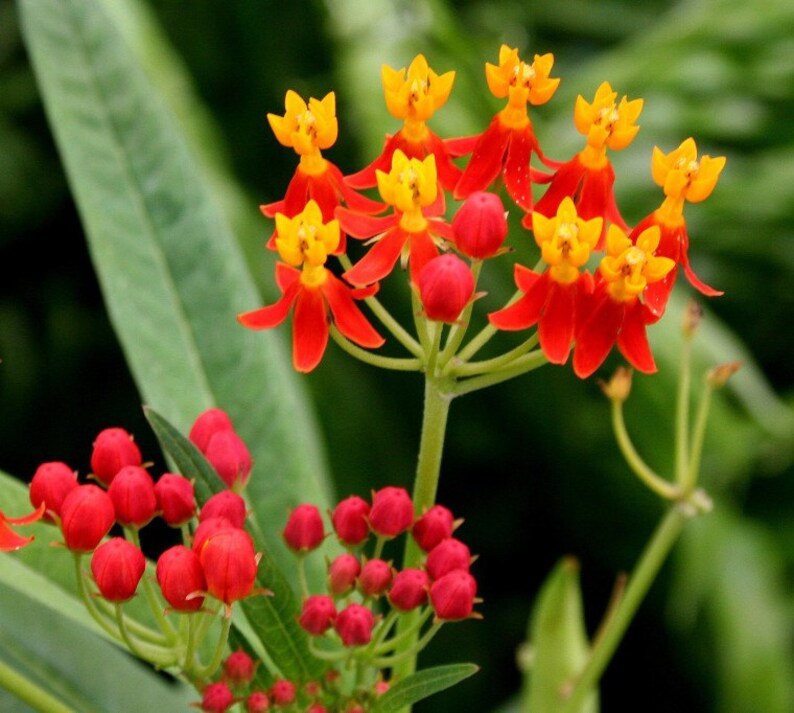 2 Butterflyweed Asclepias tuberosa L. Wildflower garden Live Bare root plants image 1