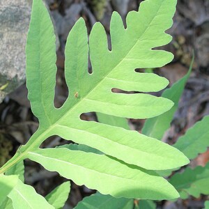 May include: A bright green fern frond with deeply lobed, elongated leaflets. The leaf structure features a central stem with symmetrical, tapering segments that extend outward, showcasing a smooth texture and distinct vein patterns throughout.