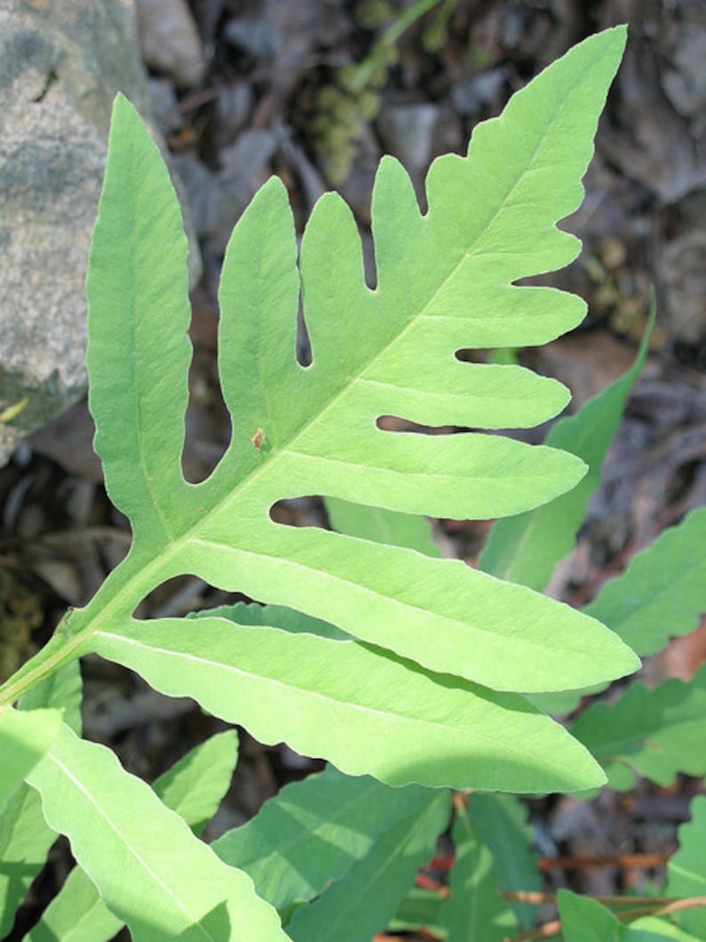 May include: A bright green fern frond with deeply lobed, elongated leaflets. The leaf structure features a central stem with symmetrical, tapering segments that extend outward, showcasing a smooth texture and distinct vein patterns throughout.