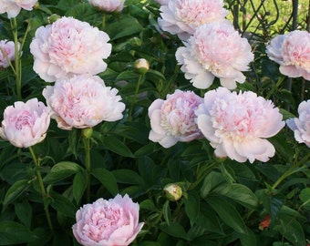 1 Peony Angel Cheeks Cameo (Light) Pink~Ships Dormant Bare Root~ Winter Hardy Perennial