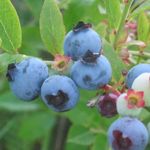 May include: A cluster of round blueberries in various stages of ripeness, ranging from deep blue to pale green, attached to a thin green stem with pointed green leaves. The berries feature dark, star-shaped calyxes and some have small reddish-pink floral remnants.