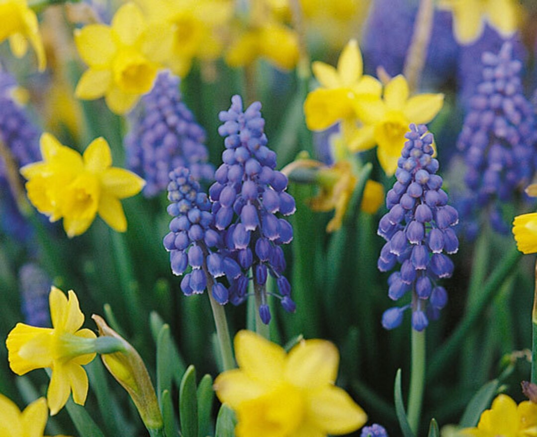 6 Bulb Mix Lot Mini Daffodil and Blue Muscari grape Hyacinth pre