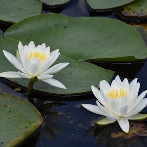 May include: Two white water lilies with bright yellow centers floating on dark water. Each flower is surrounded by large, smooth, round green lily pads that rest on the surface of the pond, creating a contrast between the petals and the water.