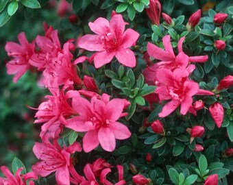 Evergreen Azalea Fuschia Pink UNROOTED 4-8" Cuttings Bush/shrub easy to root