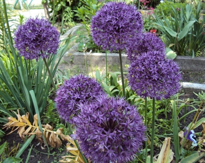 12 GIANT Purple Allium bulbstall Grower large Blooms/globes naturalize