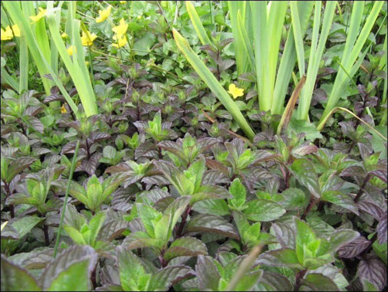 2 Wild Watermint Winter Hardy Koi Pond Bog Water garden Plants Aqatic Mint Herbal Tea