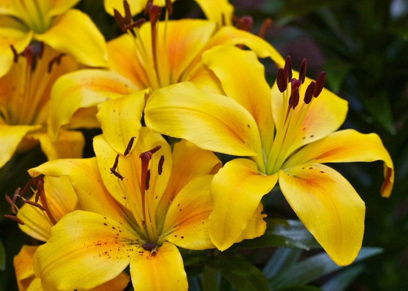 3 ASIATIC Lily Bulbs LARGE Mixed BRIGHT colors Summer | Etsy