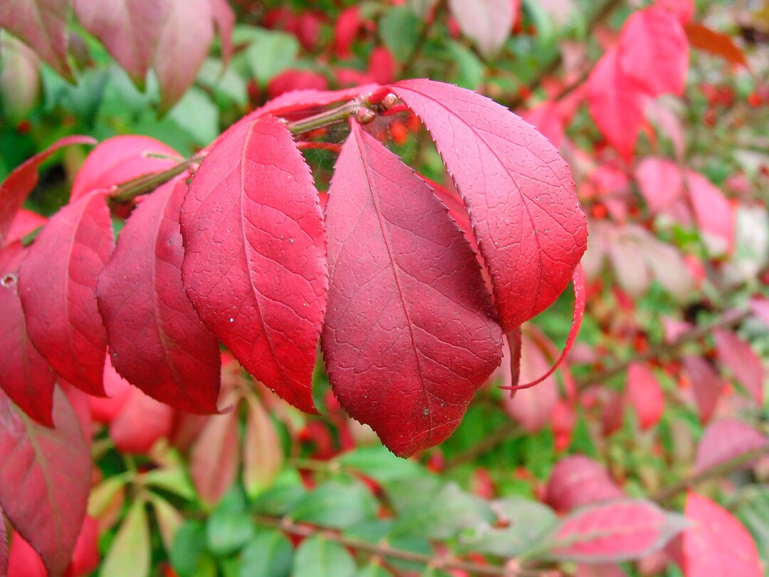 Bulk Lot of 10 Dwarf Burning Bush Saplings BARE ROOT Hardy Shrub