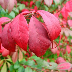 Bulk lot of 10 Dwarf Burning Bush Saplings BARE ROOT Hardy Shrub Privacy Hedge