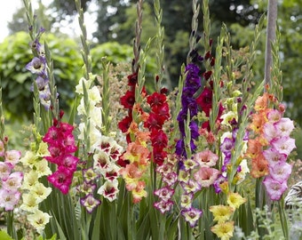 10 Giant Gladiolus  Mixed color Collection  Bulbs/Corms