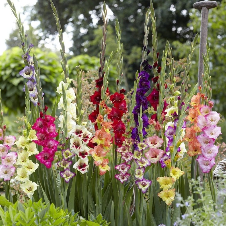 May include: A variety of gladiolus flowers in bloom. The flowers are in shades of pink, red, white, yellow, and purple. The flowers are growing in a garden setting.