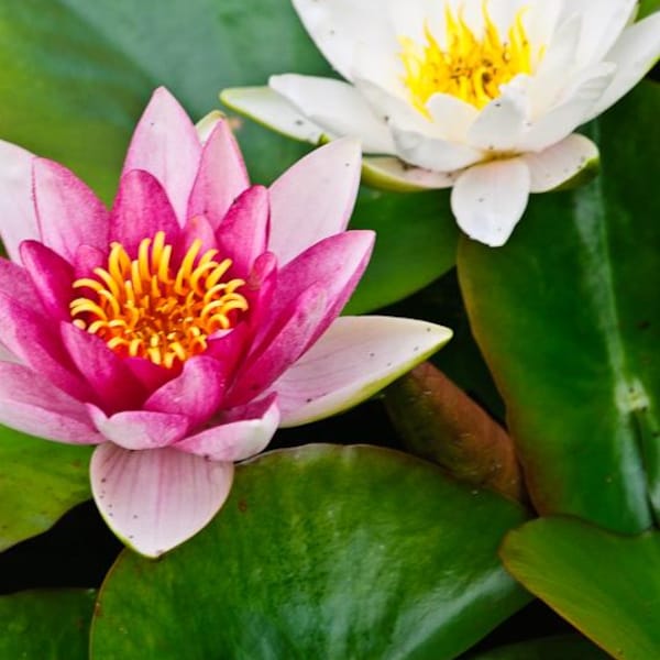 Lote mixto de 2 Nenúfares MINI/ENANOS rosas y blancos para estanques Koi/pantanos/jardín acuático