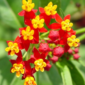 4 Butterflyweed (Asclepias tuberosa L.) Wildflower garden Live Bare root plants