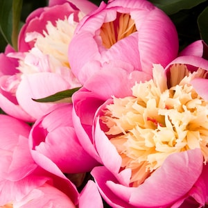 May include: Close-up of pink peonies with yellow centers. The peonies are in full bloom and have a soft, delicate texture.